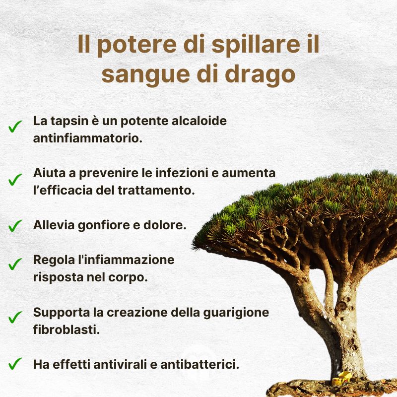 (Italština) Síla tapsinu v dračí krvi
